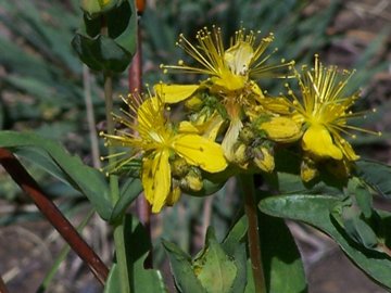 Hypericum perforatum e H. perfoliatum